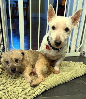 Enlarge Birch, a Adoptable West Highland White Terrier / Westie in Bedford Hills, NY image 2/4