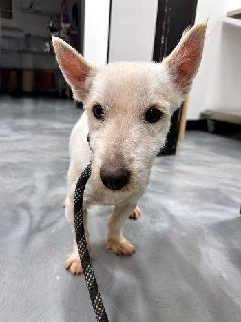 Birch, Adoptable, Young Male West Highland White Terrier / Westie.