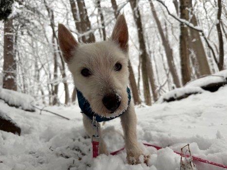 Enlarge Birch, a Adoptable West Highland White Terrier / Westie in Bedford Hills, NY image 4/4