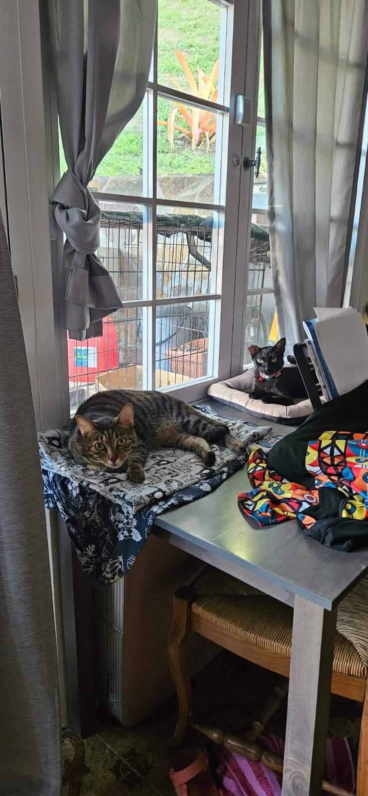 Enlarge Basil, a Adoptable mixed breed in Milwaukie, OR image 4/6