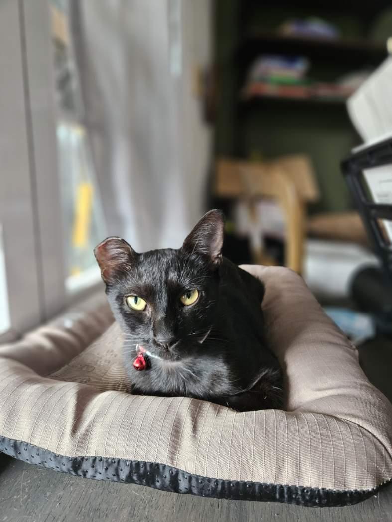 Enlarge Basil, a Adoptable mixed breed in Milwaukie, OR image 6/6