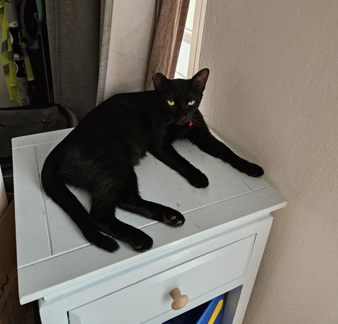 Enlarge Basil, a Adoptable mixed breed in Milwaukie, OR image 3/6