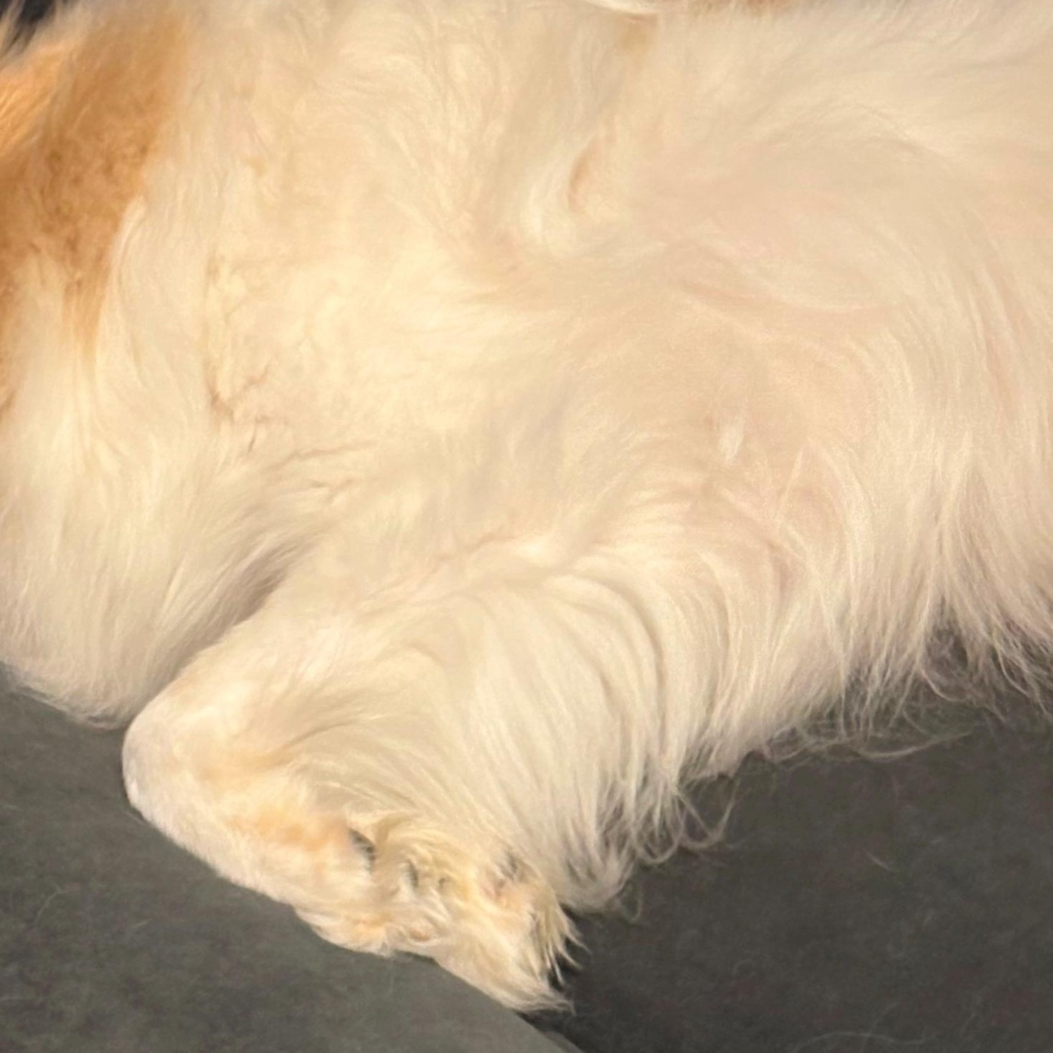 Enlarge Yuri - St. Louis, MO, a ADOPTABLE mixed breed in Saint Louis, MO image 4/4