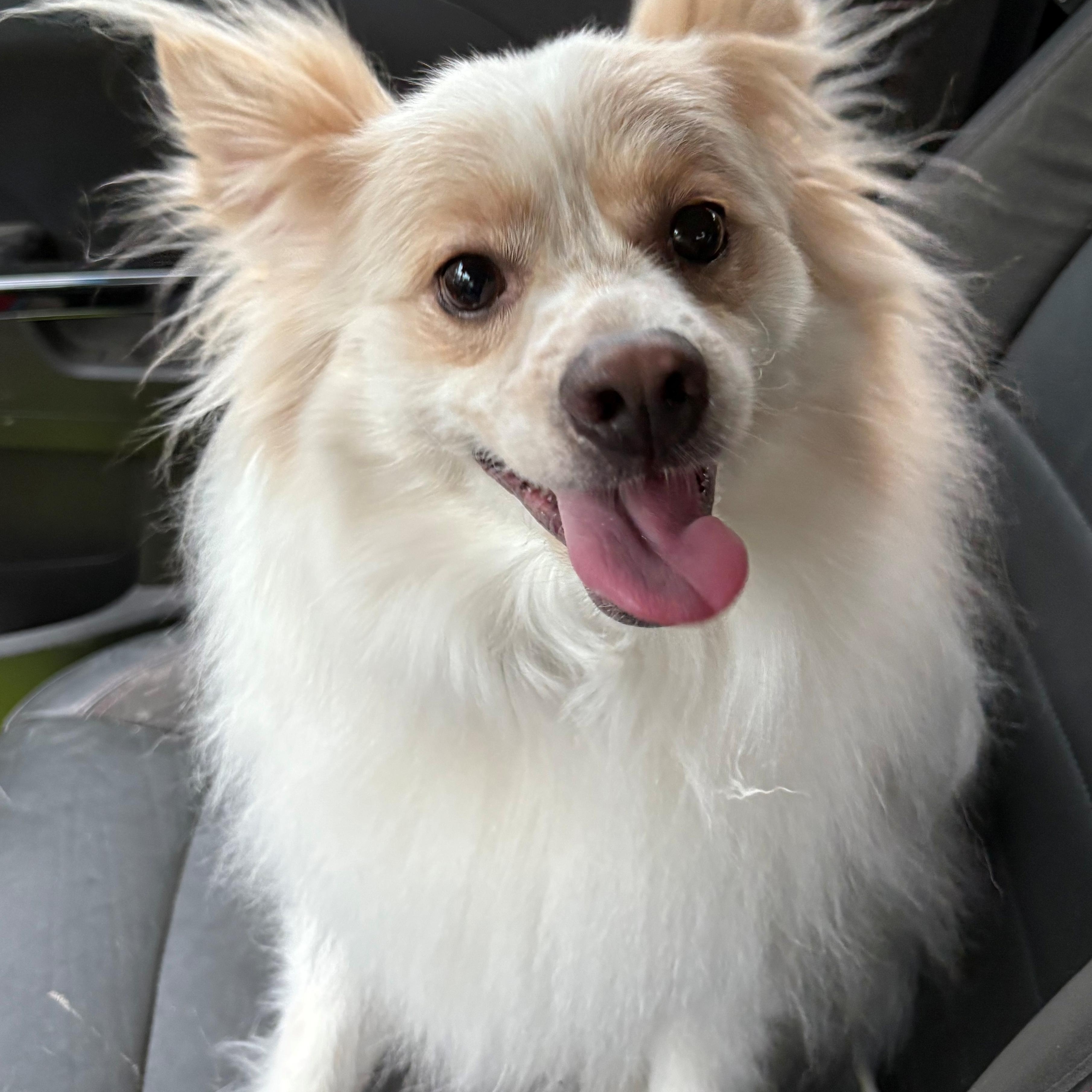 Yuri - St. Louis, MO, ADOPTABLE, Adult Male American Eskimo Dog & Pomeranian.