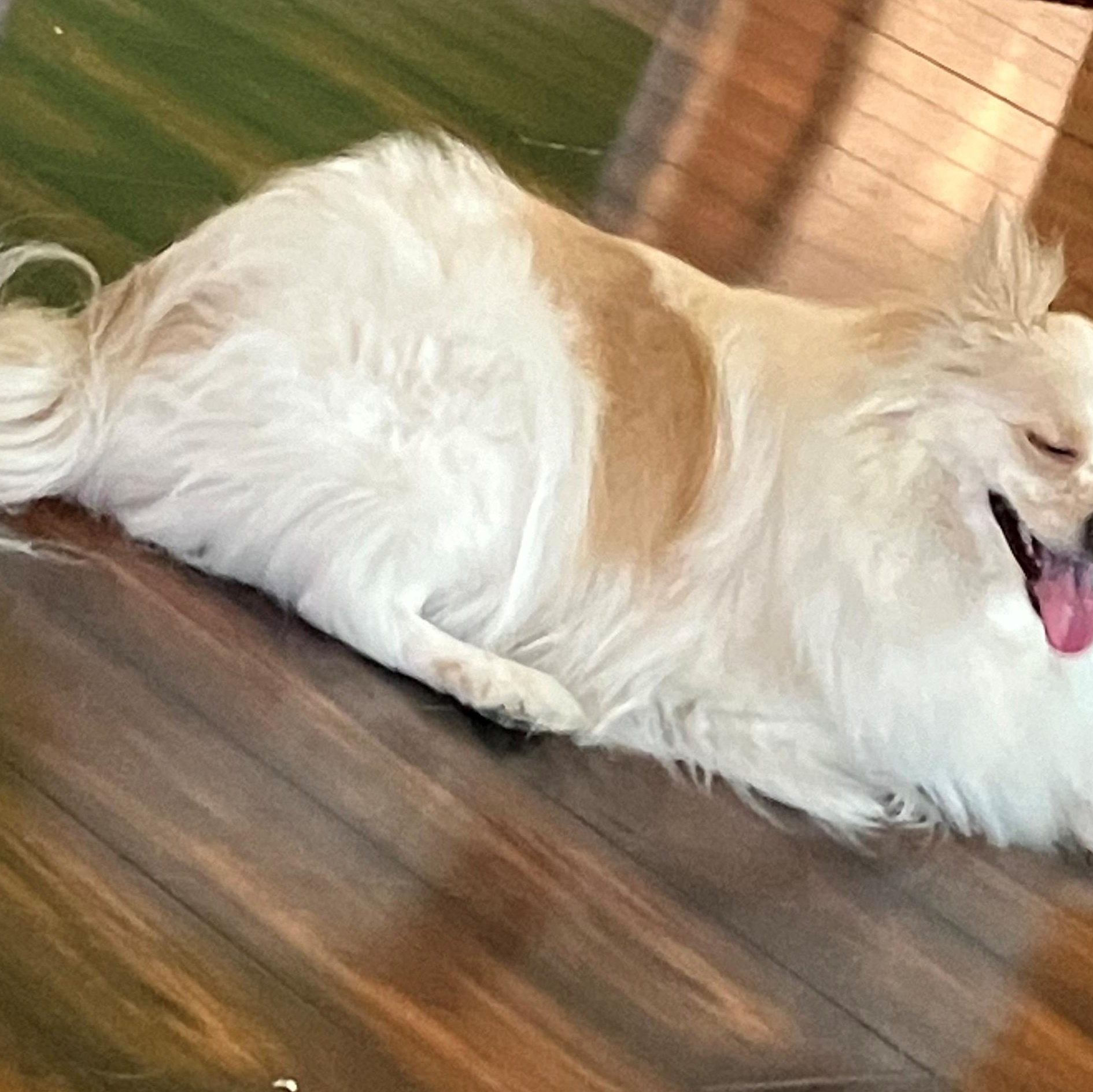 Enlarge Yuri - St. Louis, MO, a ADOPTABLE mixed breed in Saint Louis, MO image 2/4