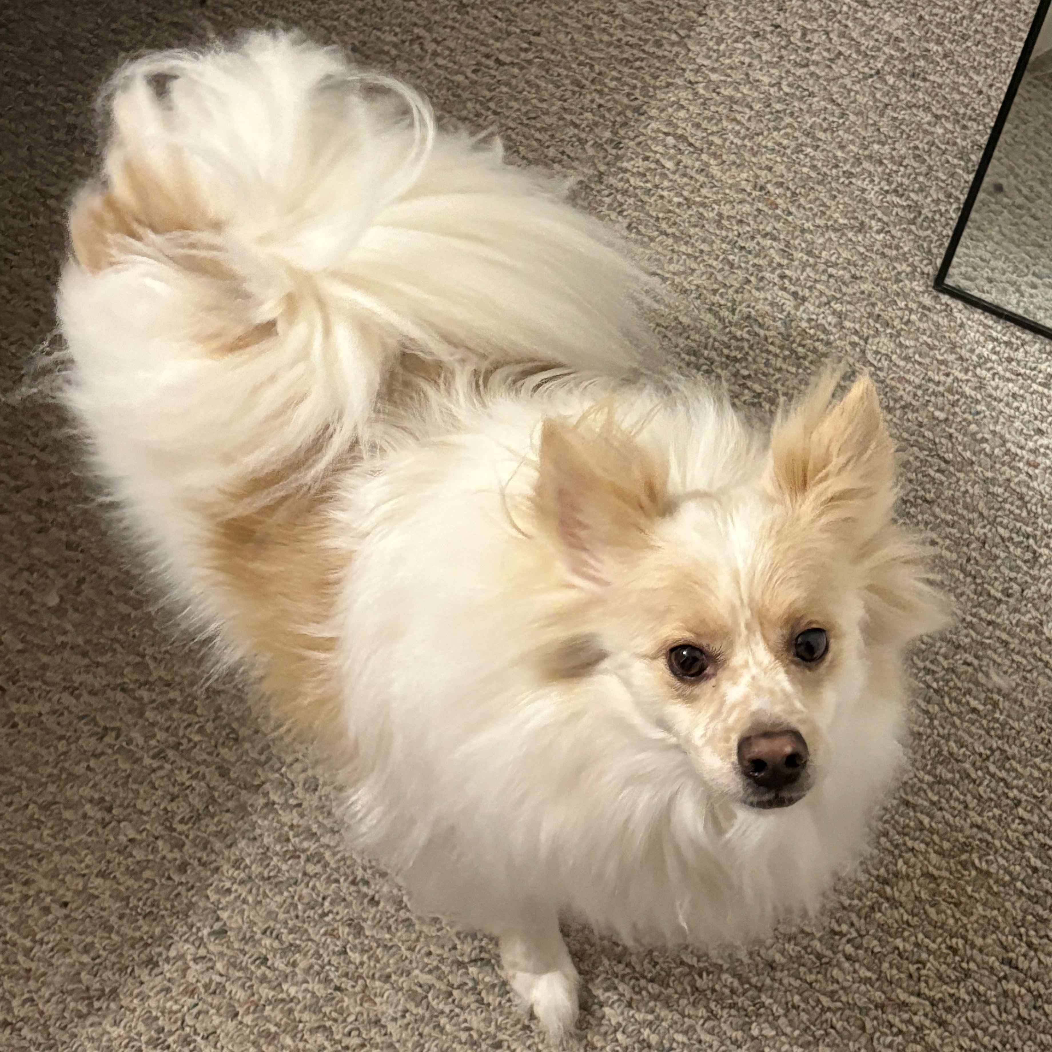 Enlarge Yuri - St. Louis, MO, a ADOPTABLE mixed breed in Saint Louis, MO image 3/4