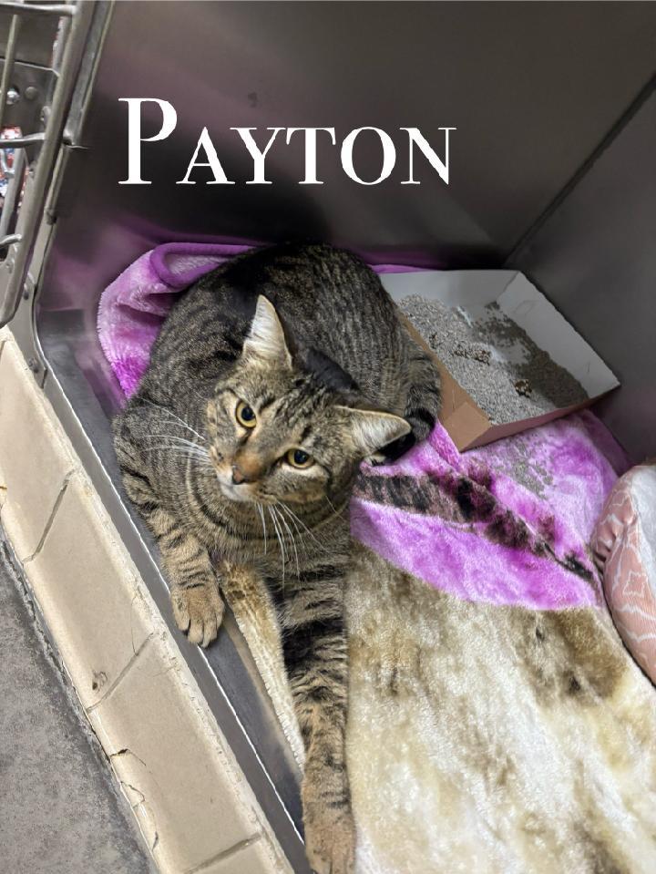 Payton, a ADOPTABLE Domestic Short Hair in Craig, CO image 2/2