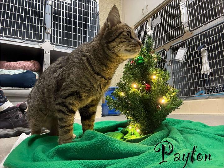 Payton, ADOPTABLE, Adult Female Domestic Short Hair.