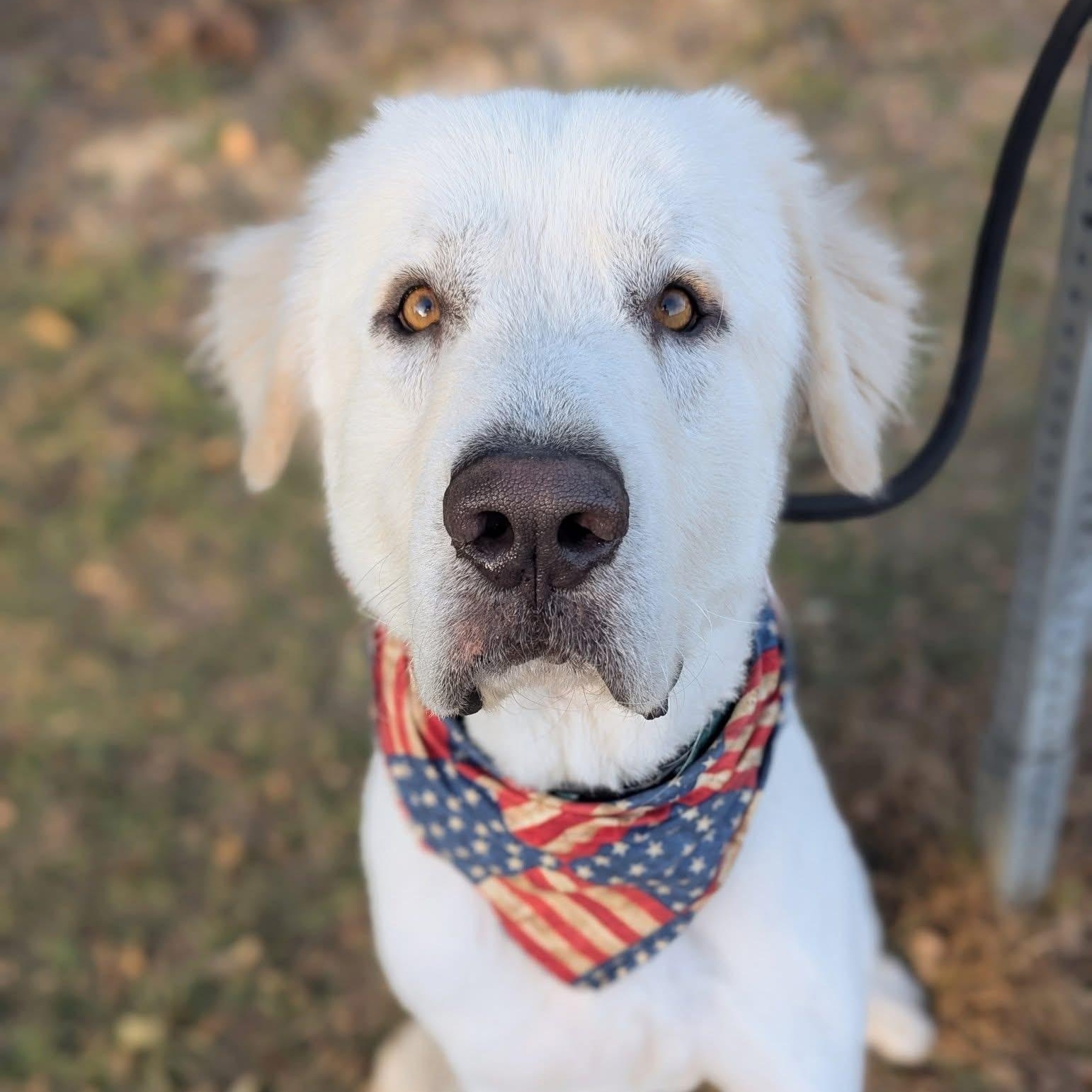 Levi, an adopted Great Pyrenees in Mendham, NJ image 1/4