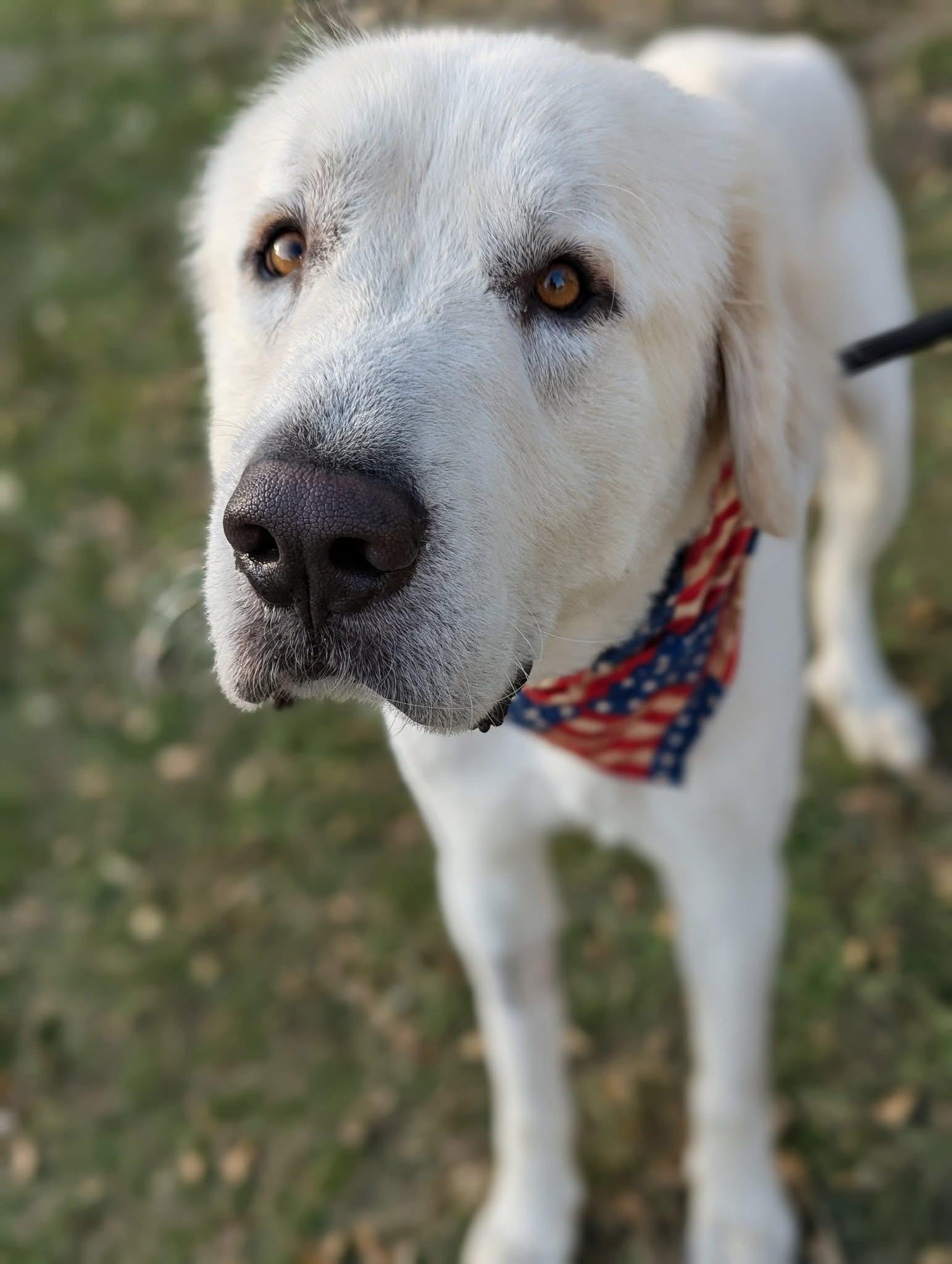 Levi, an adopted Great Pyrenees in Mendham, NJ image 2/4