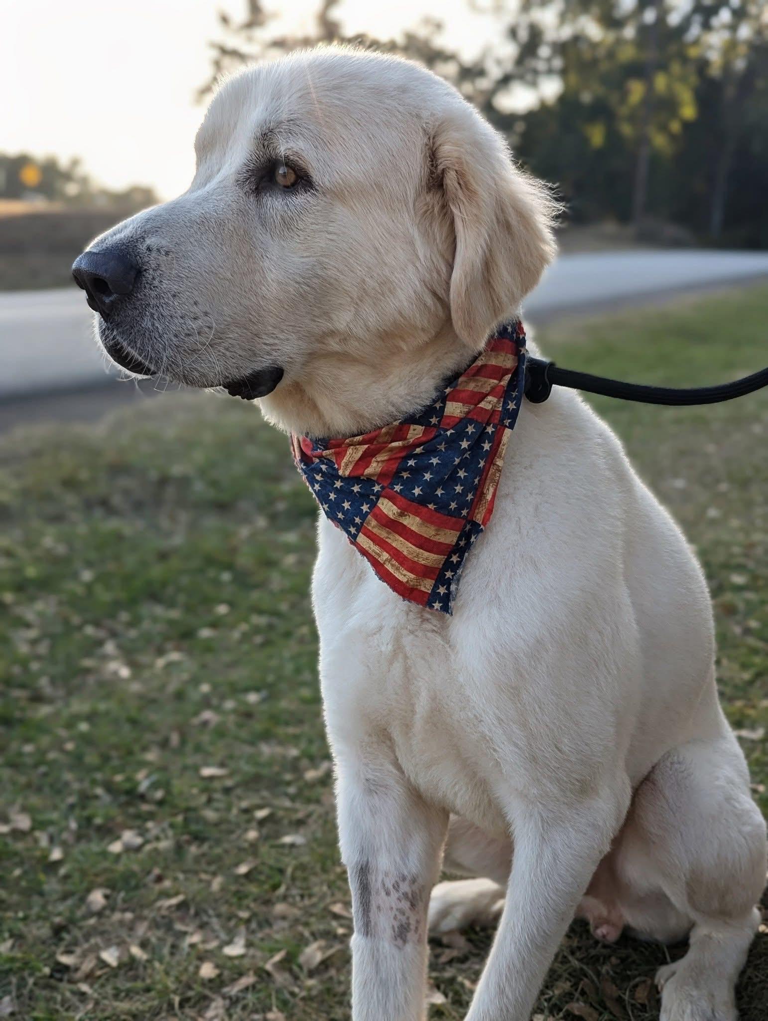 Levi, an adopted Great Pyrenees in Mendham, NJ image 3/4
