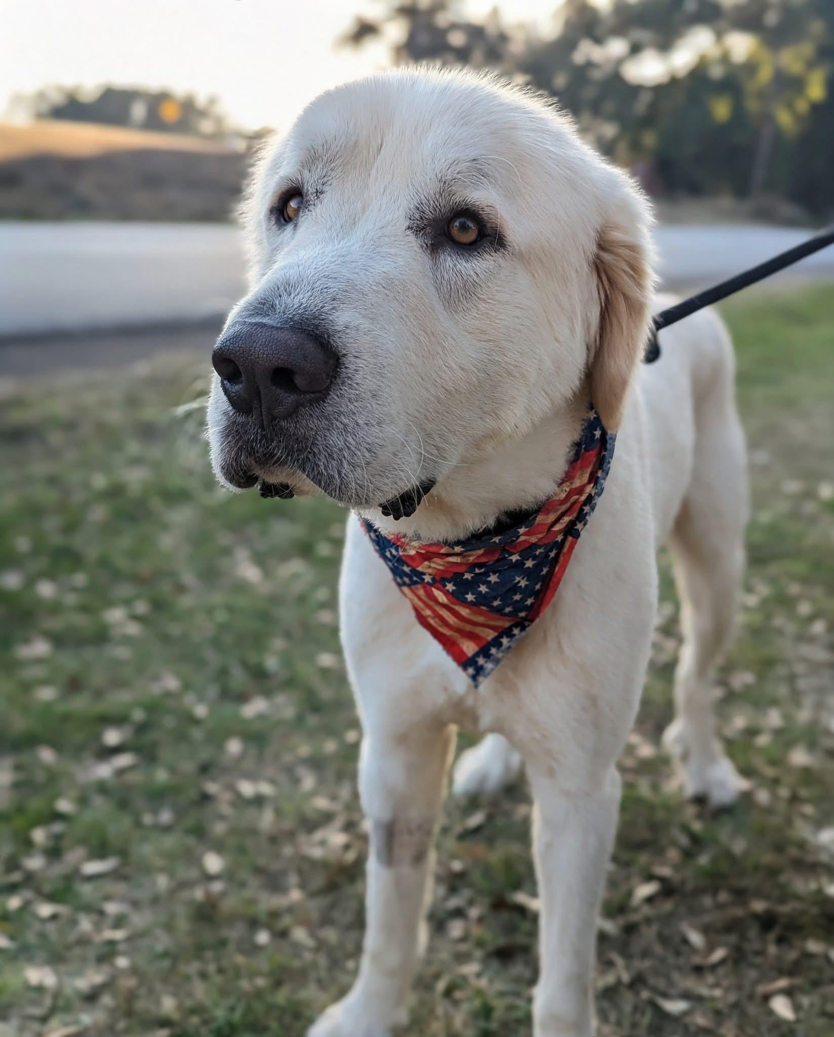Levi, an adopted Great Pyrenees in Mendham, NJ image 4/4