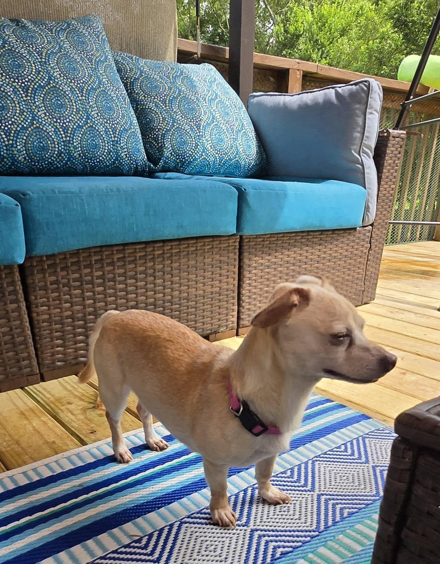 Luna, Adopted, Senior Female Mixed Breed.