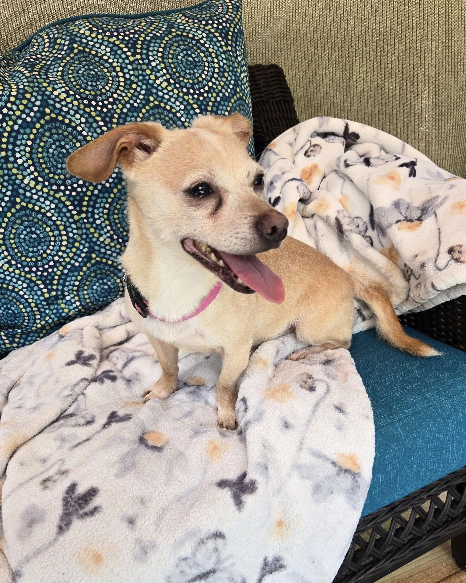 Enlarge Luna, a Adopted Mixed Breed in Fairmont, WV image 2/3