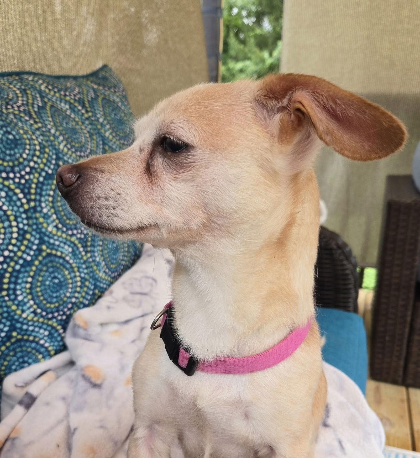 Enlarge Luna, a Adopted Mixed Breed in Fairmont, WV image 3/3