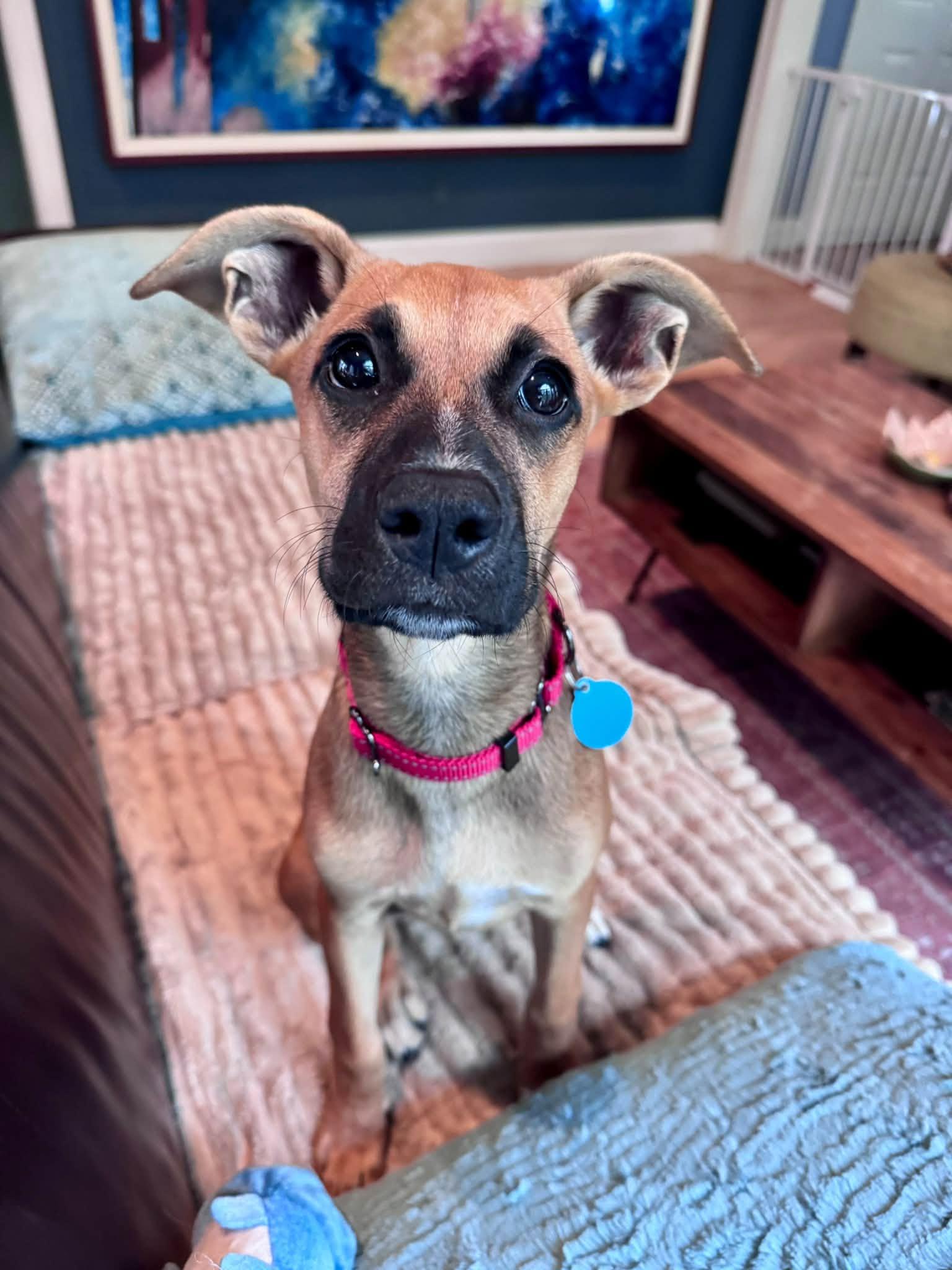 Enlarge Magpie HERE IN NH, a Adoptable Mixed Breed in Northwood, NH image 5/6