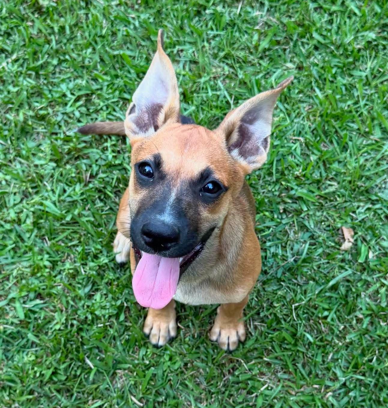 Magpie, ADOPTABLE, Puppy Female Mixed Breed.
