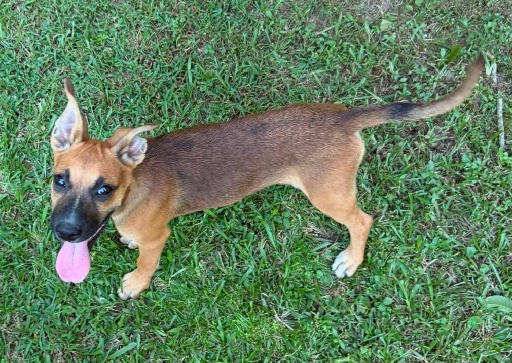 Magpie, a ADOPTABLE Mixed Breed in Northwood, NH image 2/3