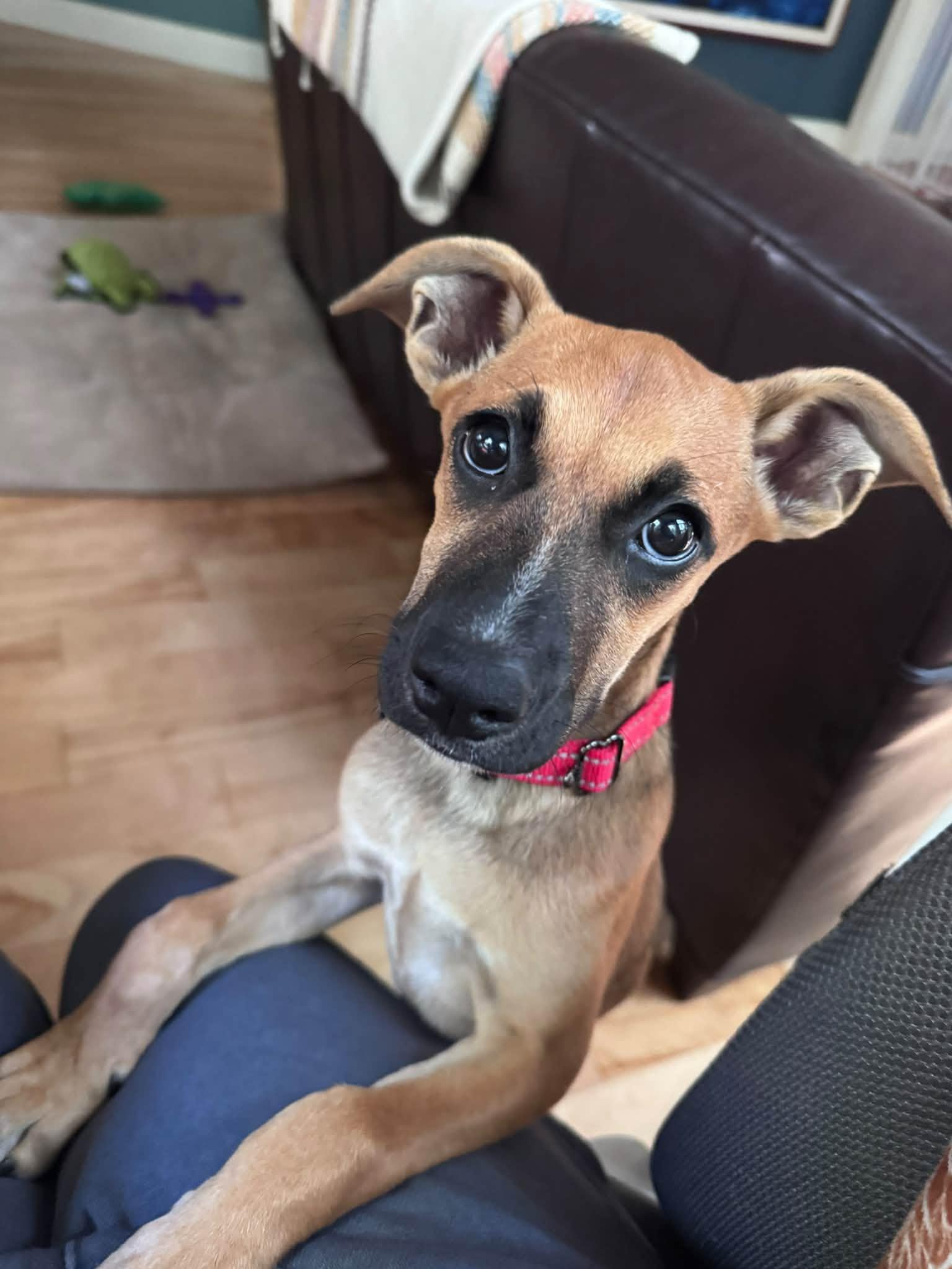 Magpie HERE IN NH, Adoptable, Puppy Female Mixed Breed.
