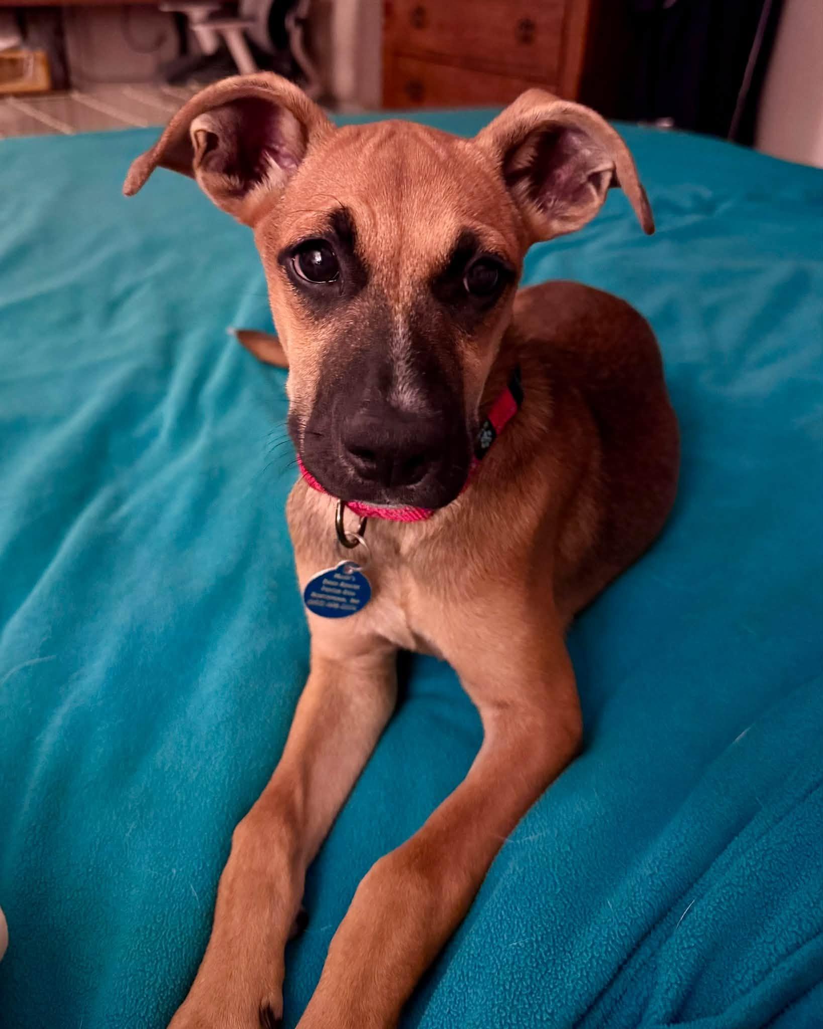 Enlarge Magpie HERE IN NH, a Adoptable Mixed Breed in Northwood, NH image 3/6
