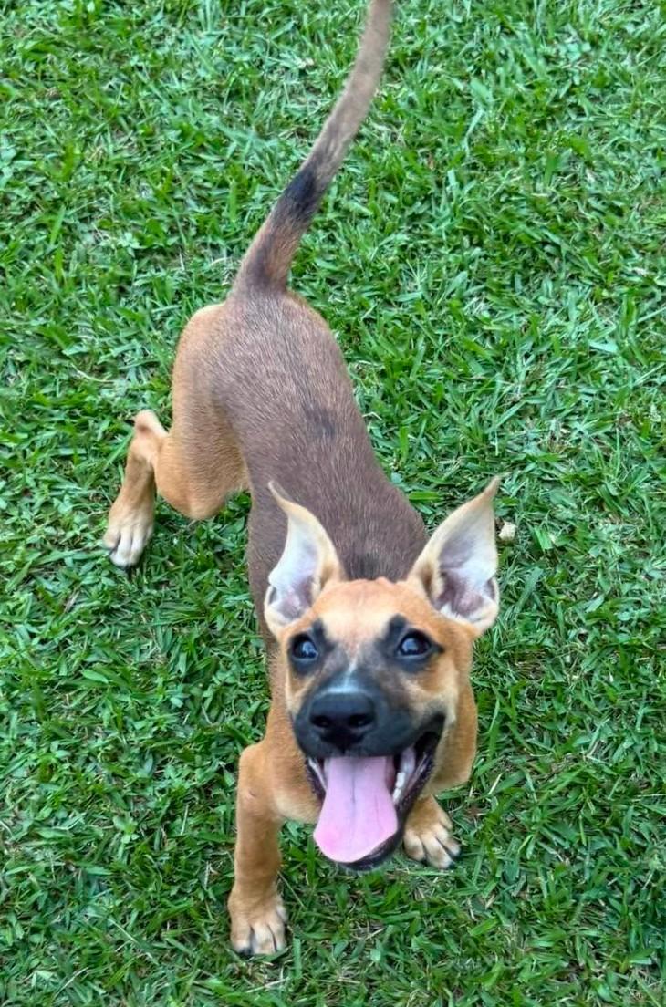 Magpie, a ADOPTABLE Mixed Breed in Northwood, NH image 3/3