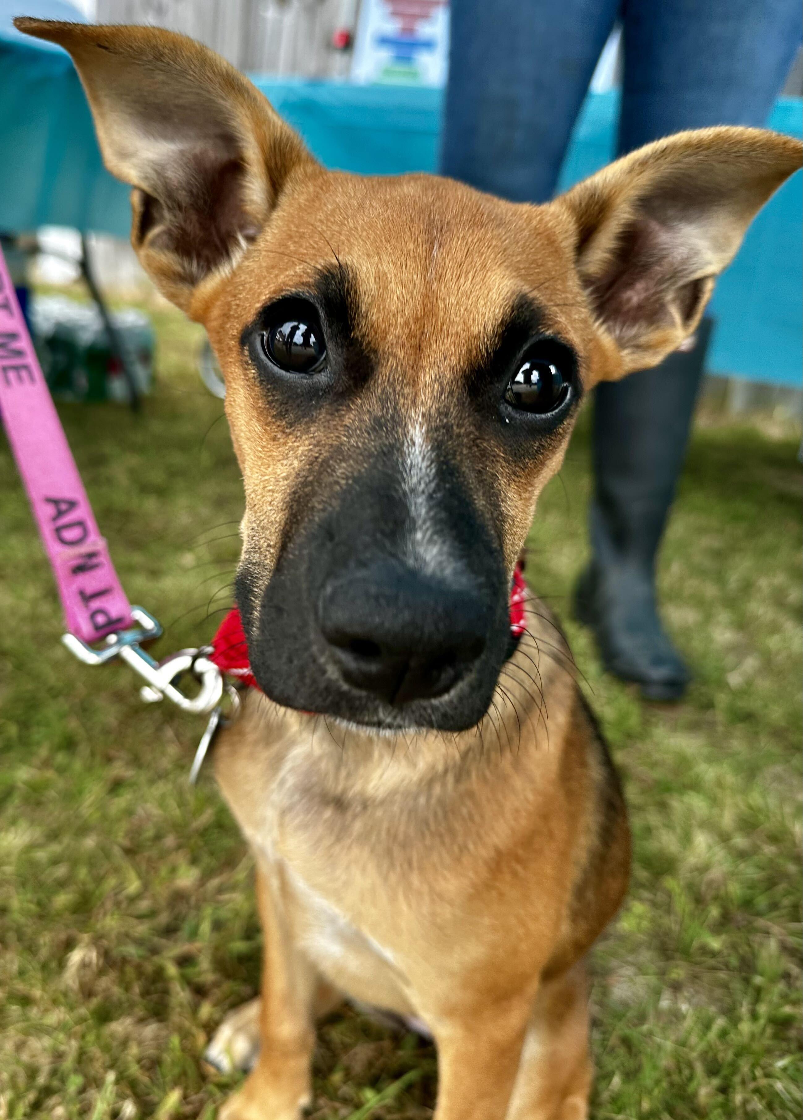 Enlarge Magpie HERE IN NH, a Adoptable Mixed Breed in Northwood, NH image 6/6