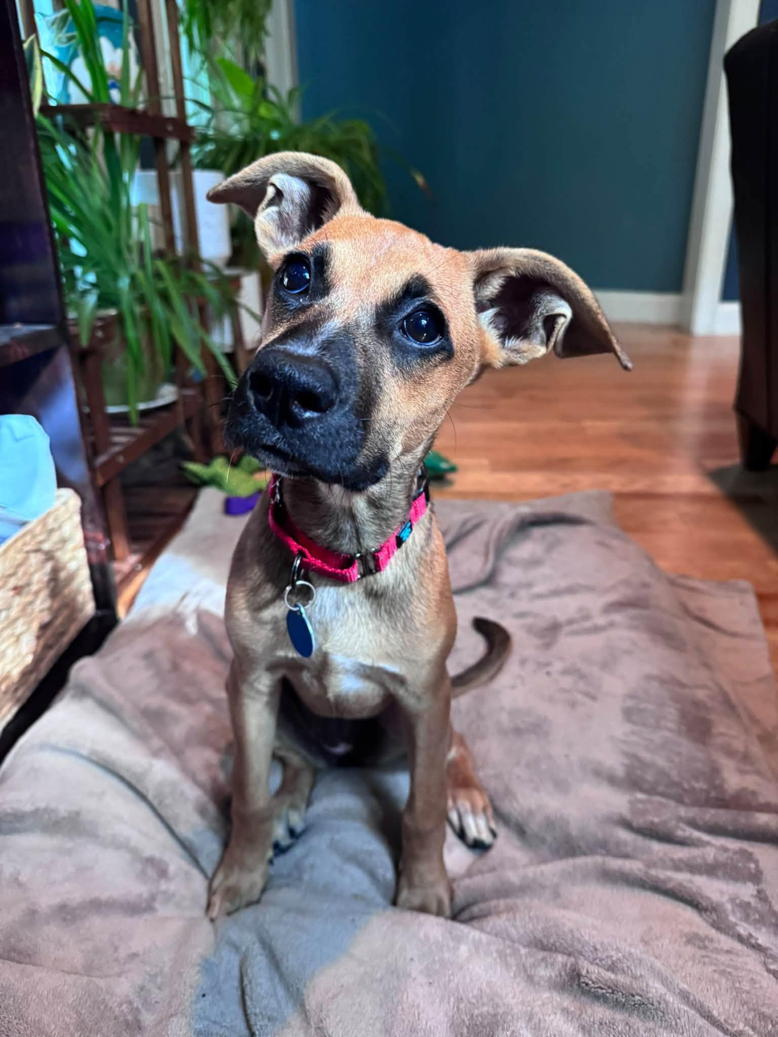 Enlarge Magpie HERE IN NH, a Adoptable Mixed Breed in Northwood, NH image 4/6