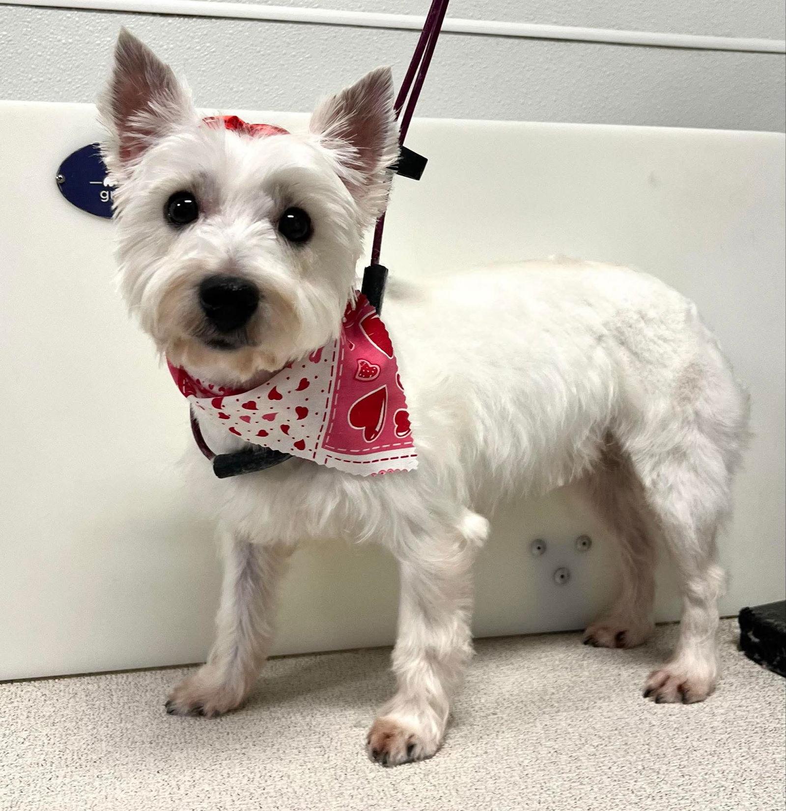 Enlarge Pearl, a Adopted West Highland White Terrier / Westie in Brandon, SD image 1/1