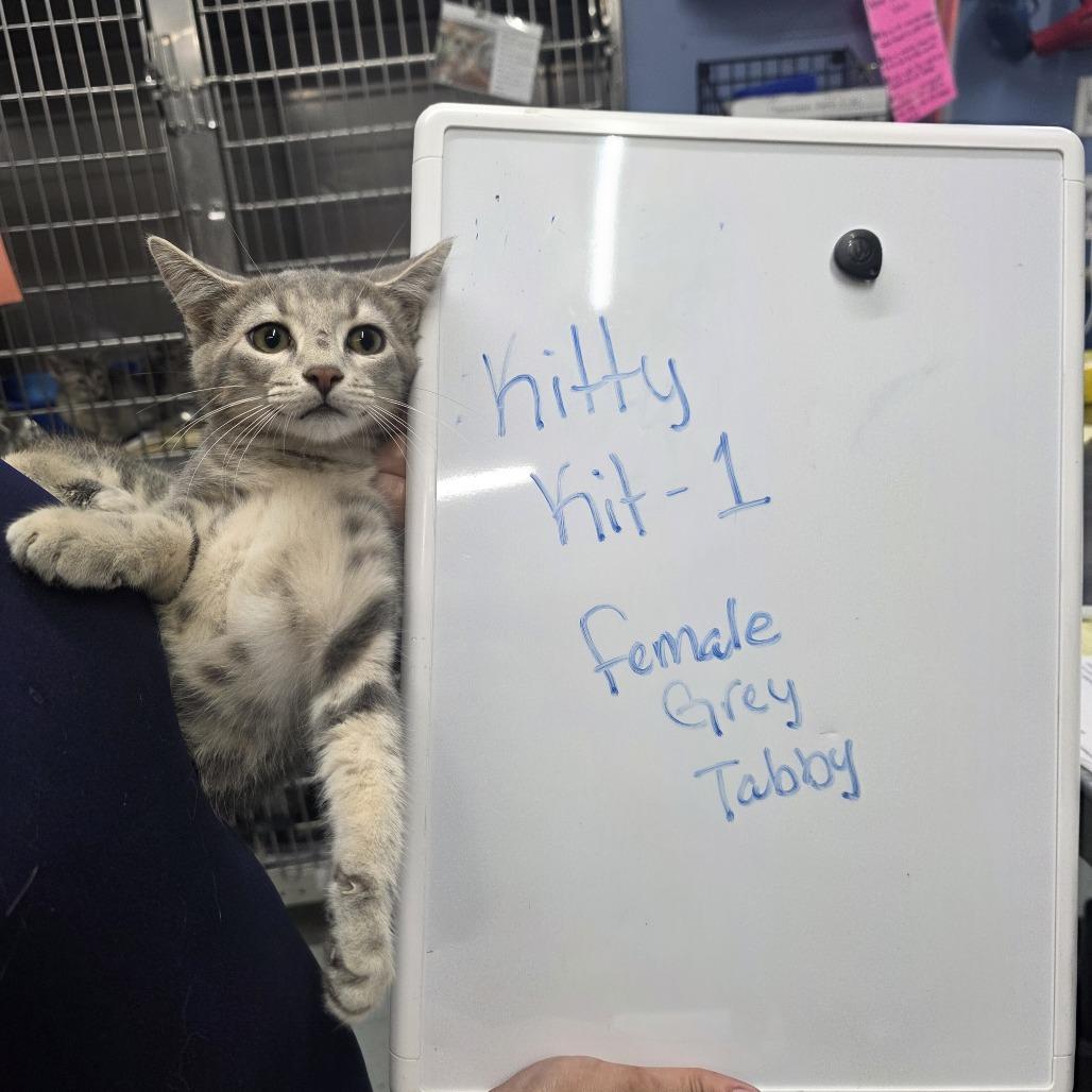 Enlarge Natasha, a Adoptable Domestic Short Hair in Wappingers Falls, NY image 1/2