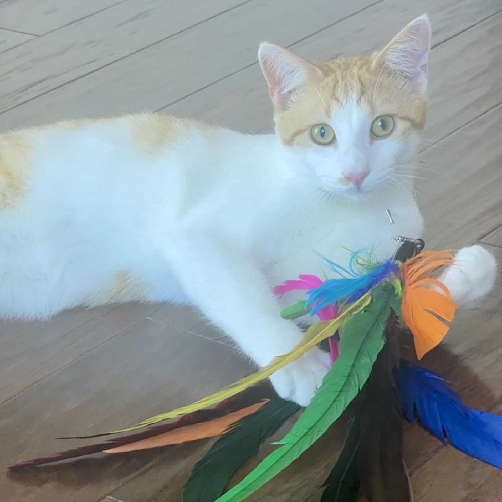 Enlarge McFly (charming, debonair…), a Adoptable Domestic Short Hair in Houston, TX image 3/6