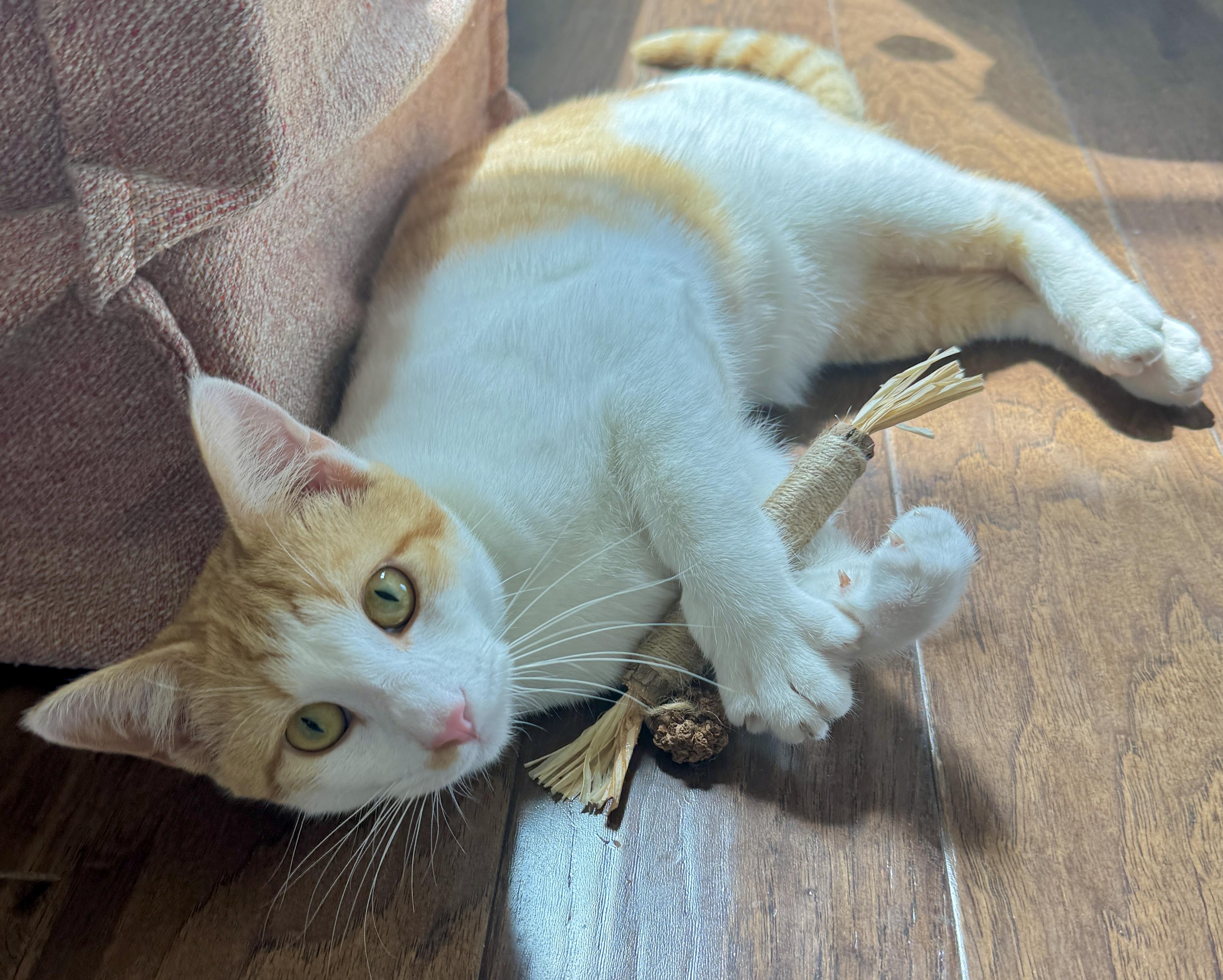 McFly (charming, debonair…), Adoptable, Kitten Male Domestic Short Hair.