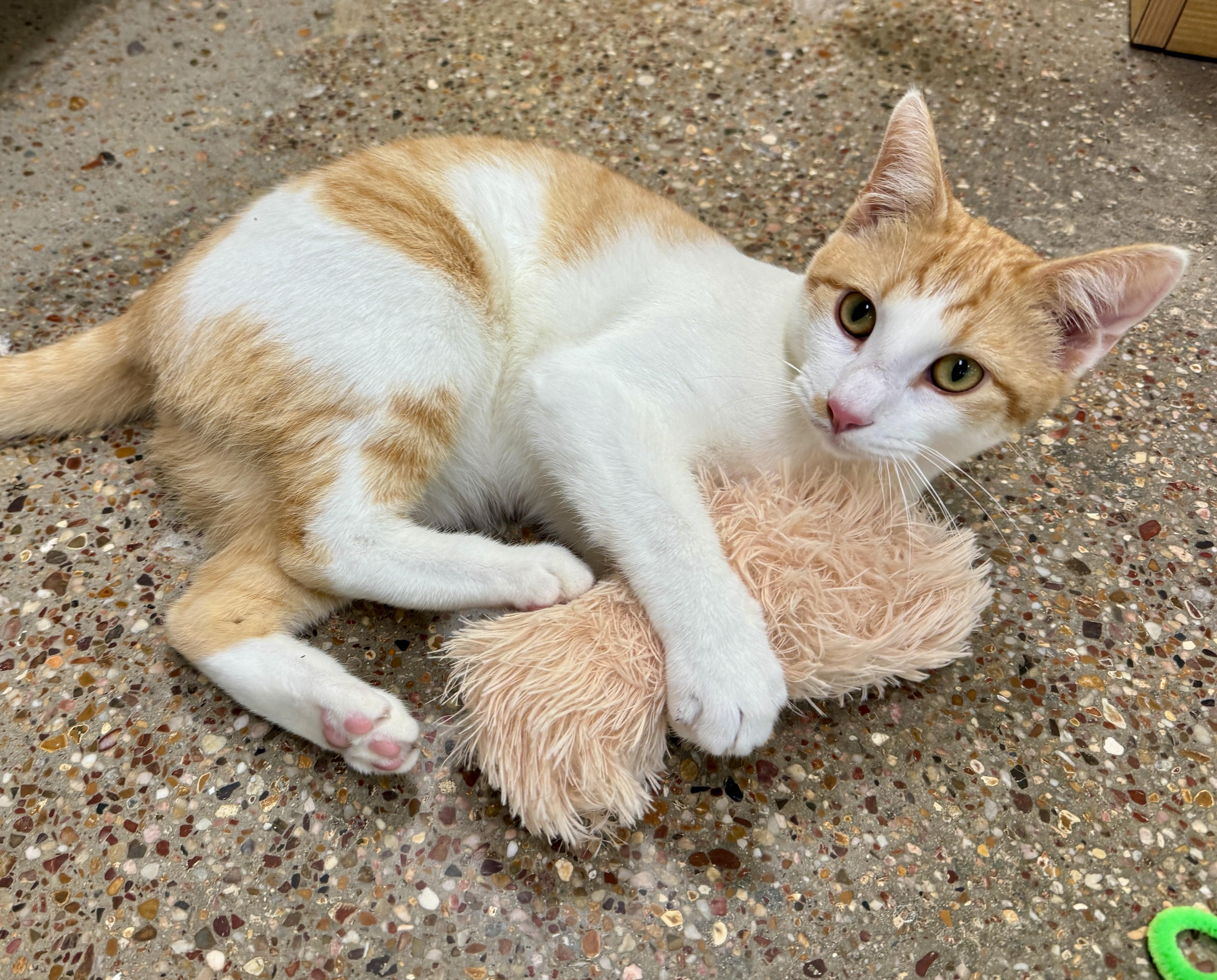 Enlarge McFly (charming, debonair…), a Adoptable Domestic Short Hair in Houston, TX image 6/6