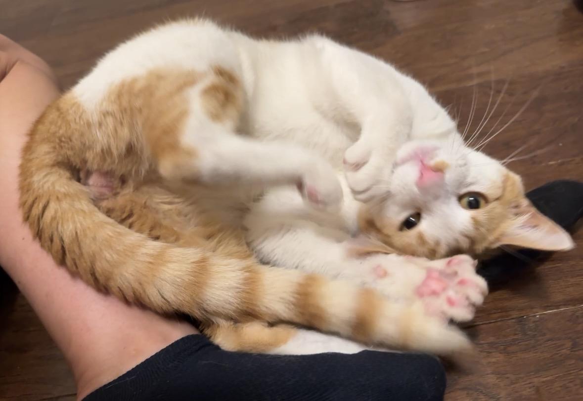Enlarge McFly (charming, debonair…), a Adoptable Domestic Short Hair in Houston, TX image 2/6