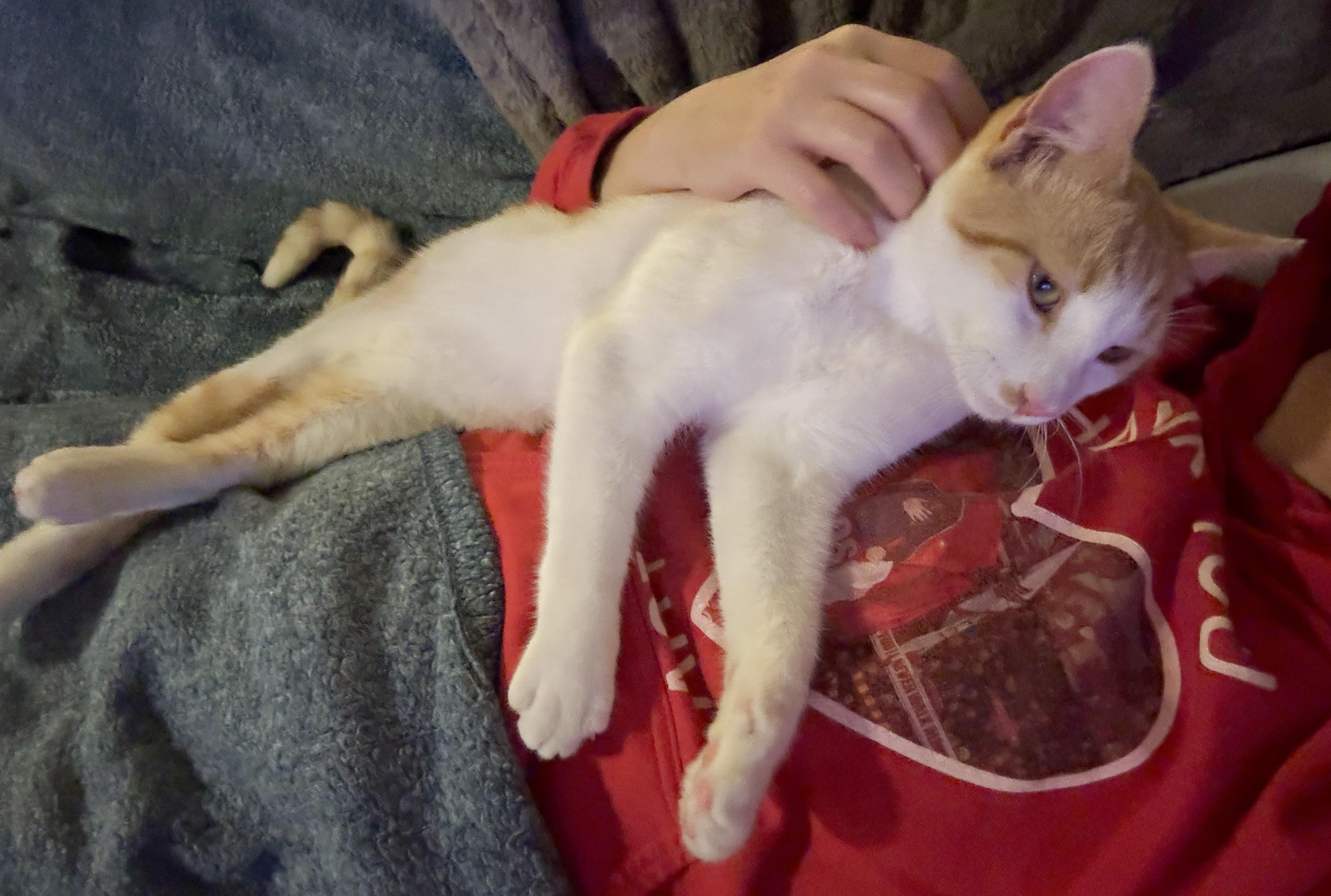 Enlarge McFly (charming, debonair…), a Adoptable Domestic Short Hair in Houston, TX image 5/6