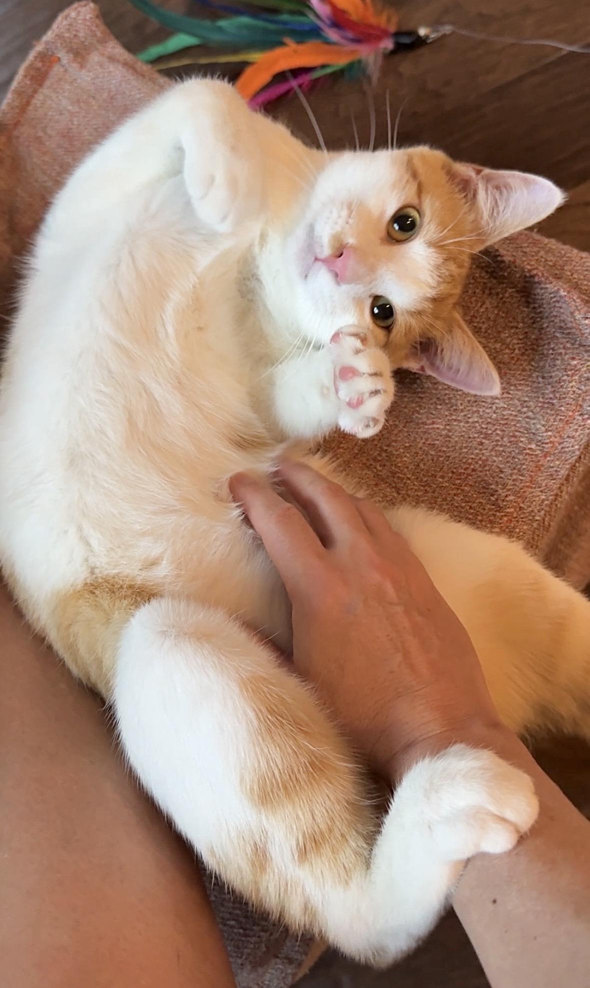 Enlarge McFly (charming, debonair…), a Adoptable Domestic Short Hair in Houston, TX image 4/6