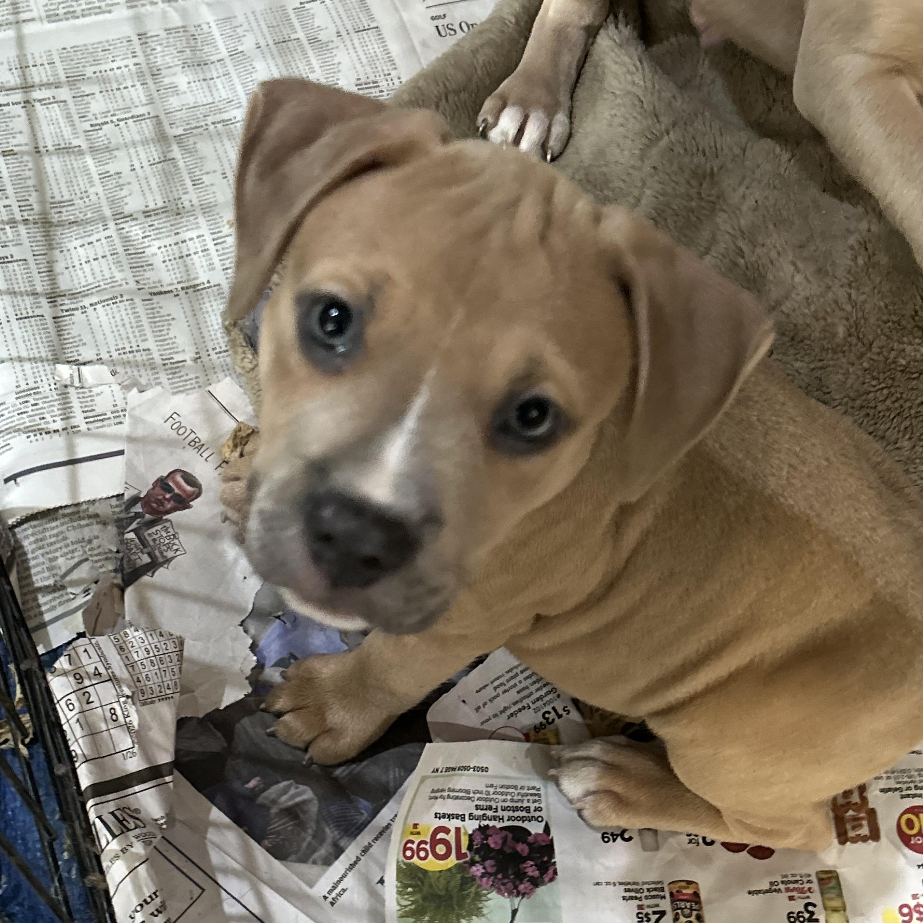 Biscuit & Gravy, an adopted mixed breed in Buffalo, NY image 2/2