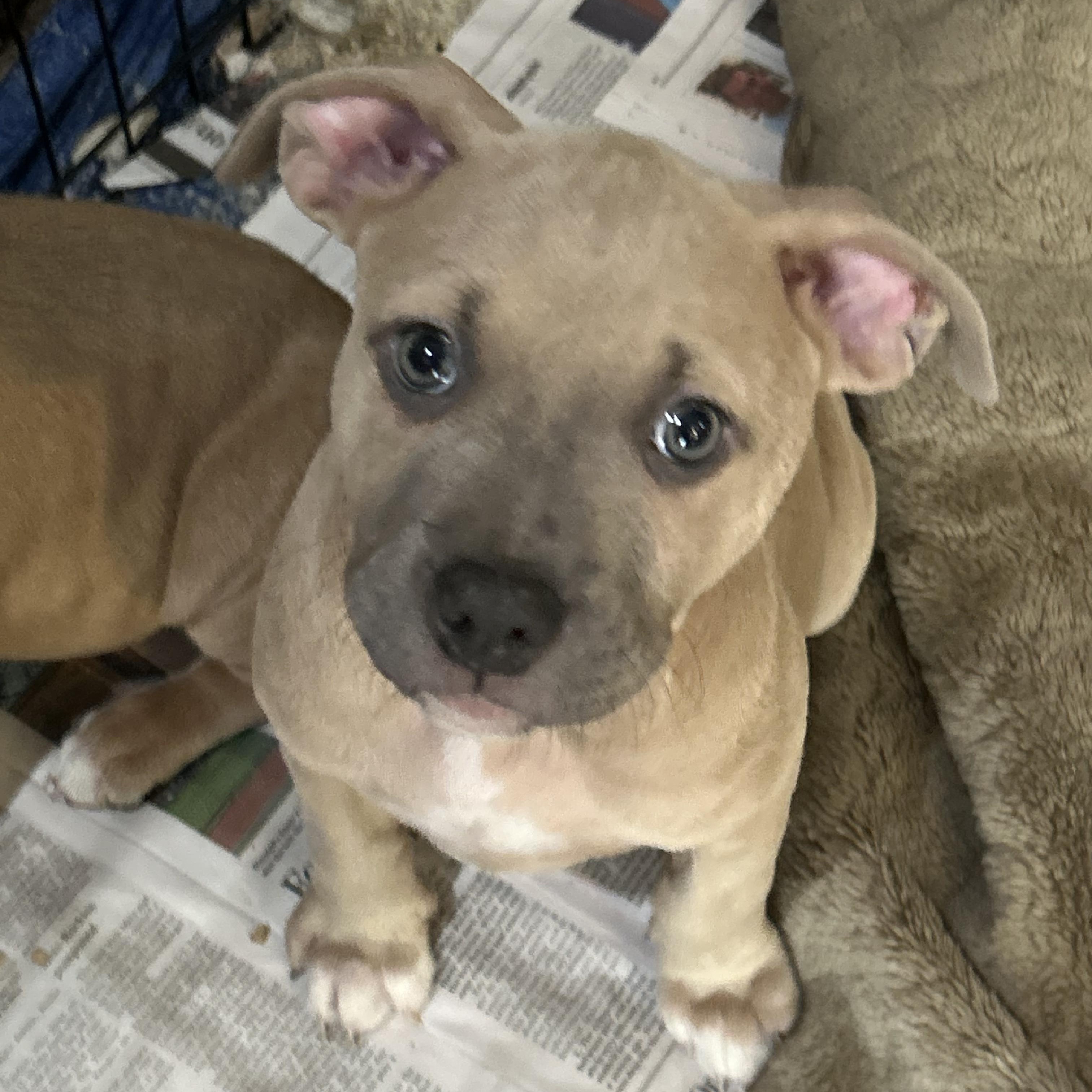Biscuit & Gravy, an adopted mixed breed in Buffalo, NY image 1/2