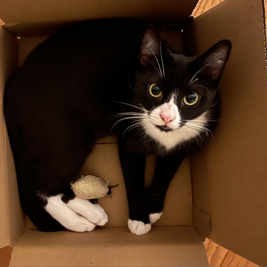 Enlarge Pip, a Adoptable Domestic Short Hair in Philadelphia, PA image 1/6