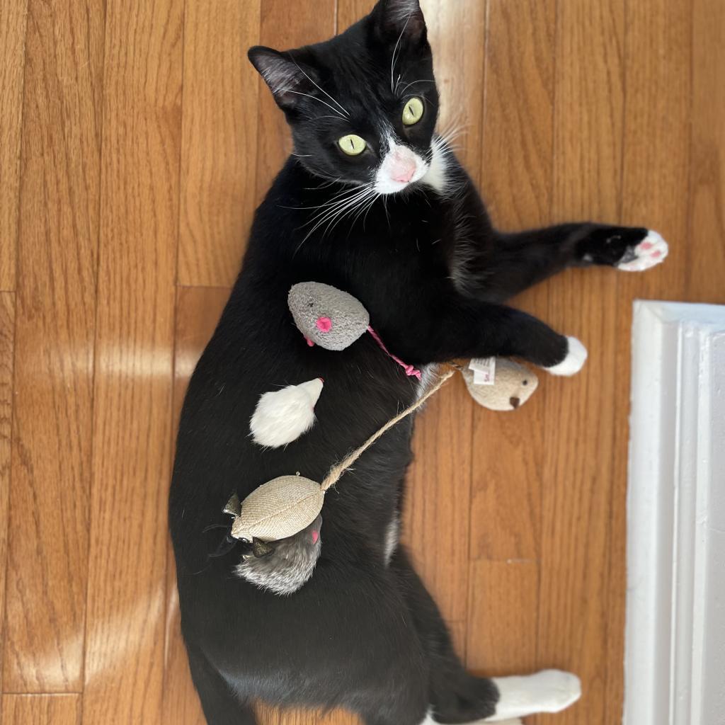 Enlarge Pip, a Adoptable Domestic Short Hair in Philadelphia, PA image 2/6
