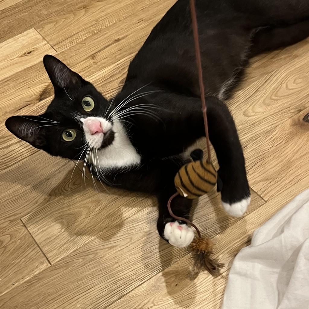 Enlarge Pip, a Adoptable Domestic Short Hair in Philadelphia, PA image 3/6