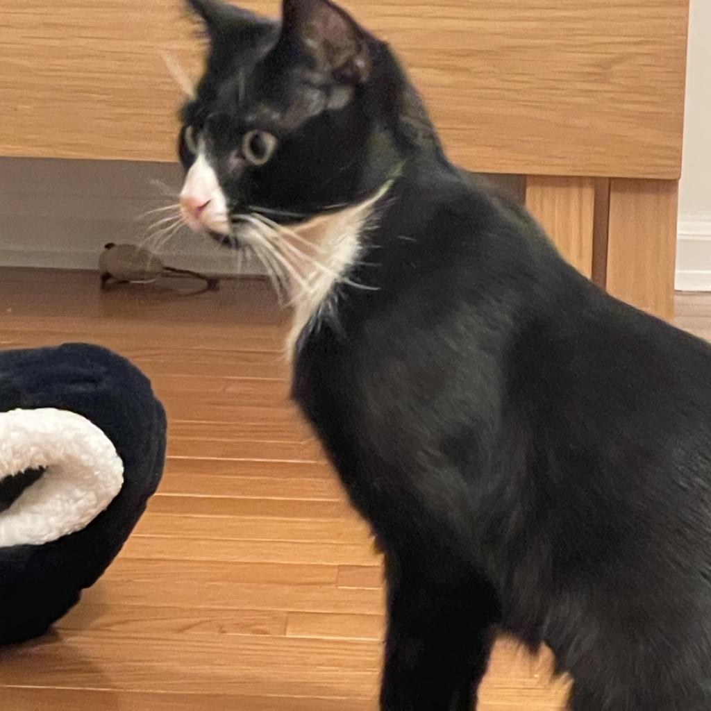 Enlarge Pip, a Adoptable Domestic Short Hair in Philadelphia, PA image 4/6