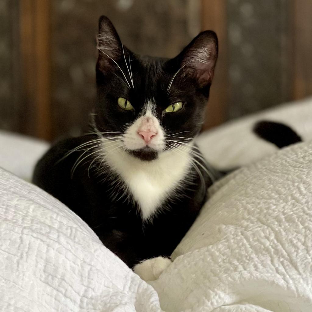 Enlarge Pip, a Adoptable Domestic Short Hair in Philadelphia, PA image 5/6