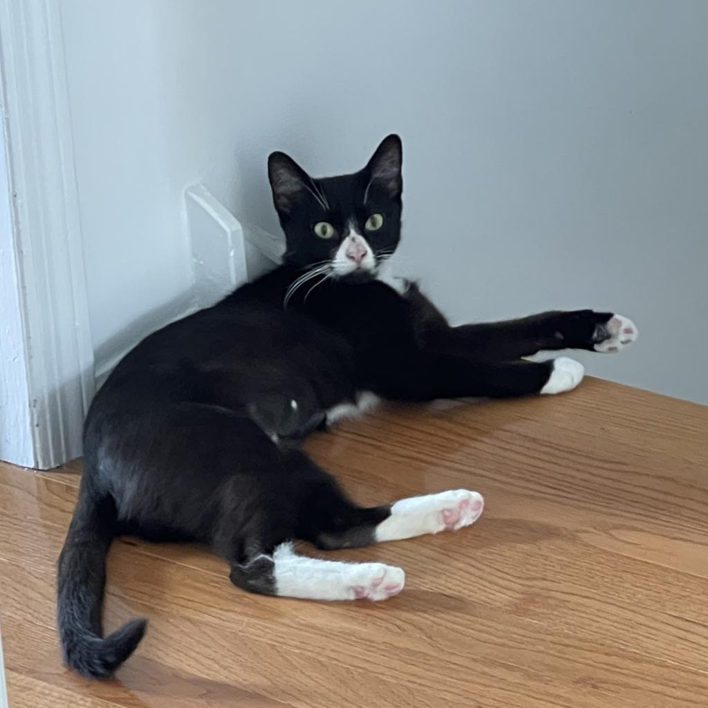 Enlarge Pip, a Adoptable Domestic Short Hair in Philadelphia, PA image 6/6