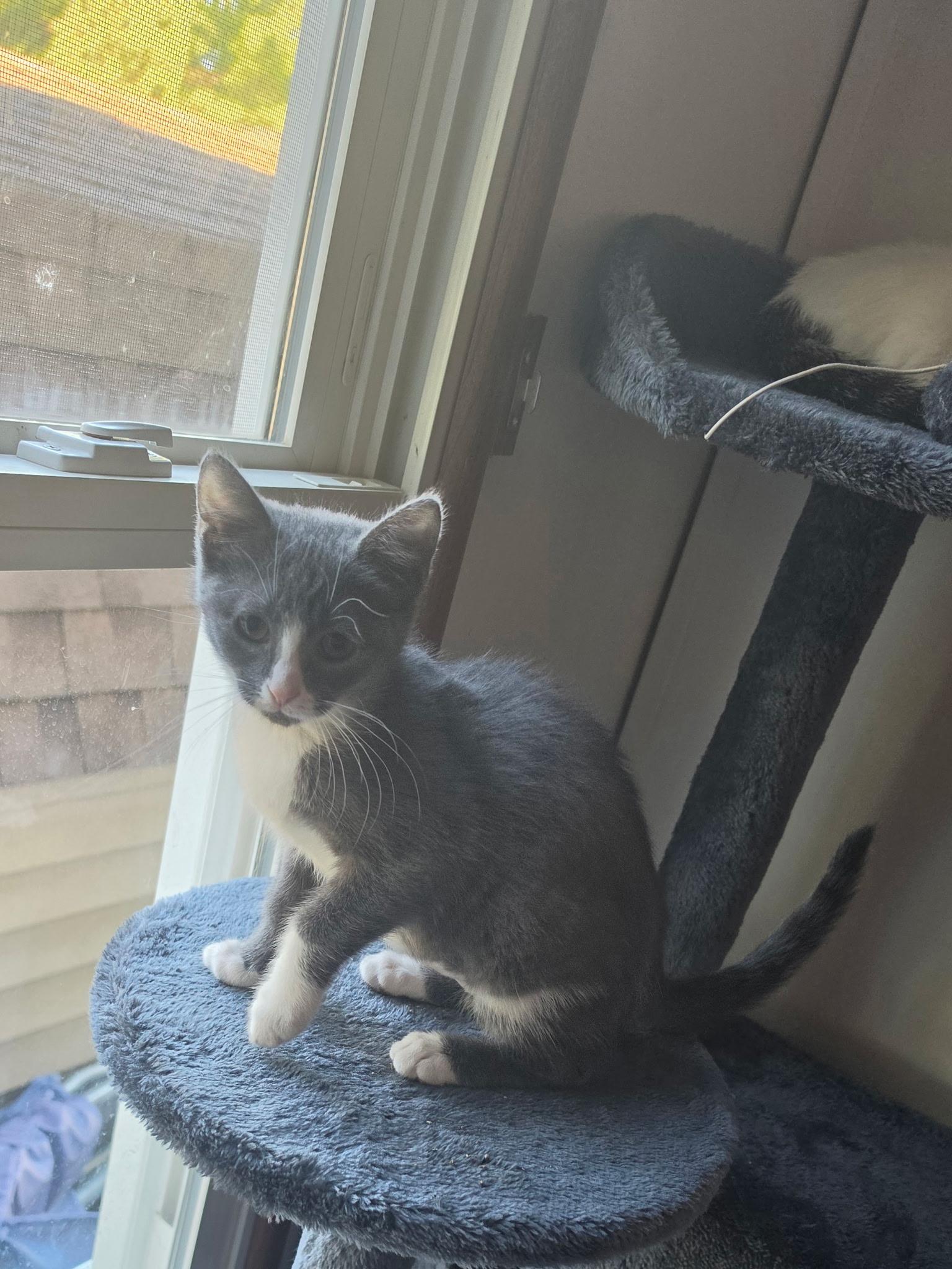Neilah, Adoptable, Kitten Female Domestic Short Hair.