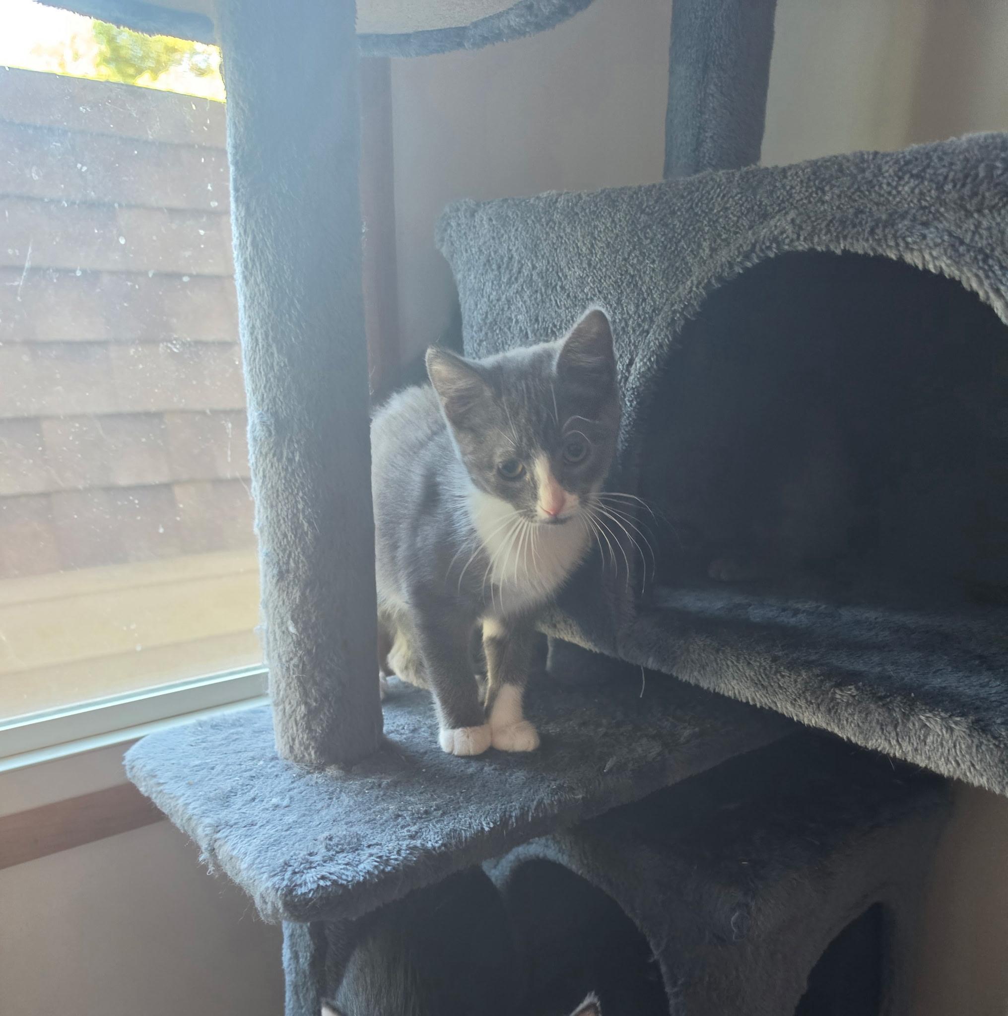 Enlarge Neilah, a Adoptable Domestic Short Hair in York, PA image 3/3