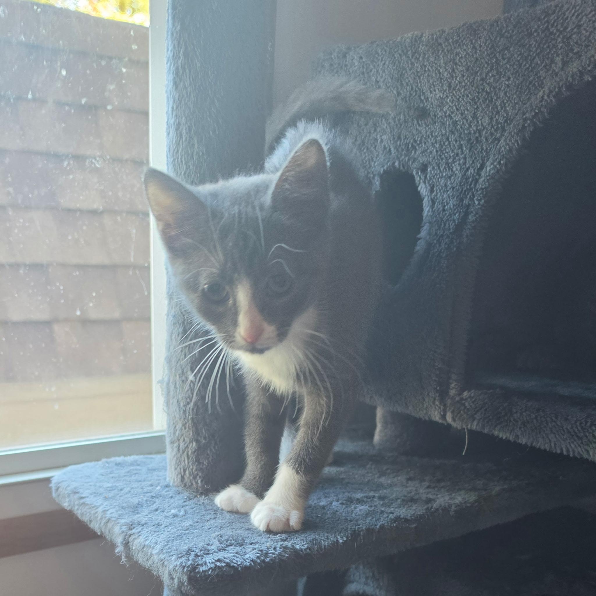 Enlarge Neilah, a Adoptable Domestic Short Hair in York, PA image 2/3