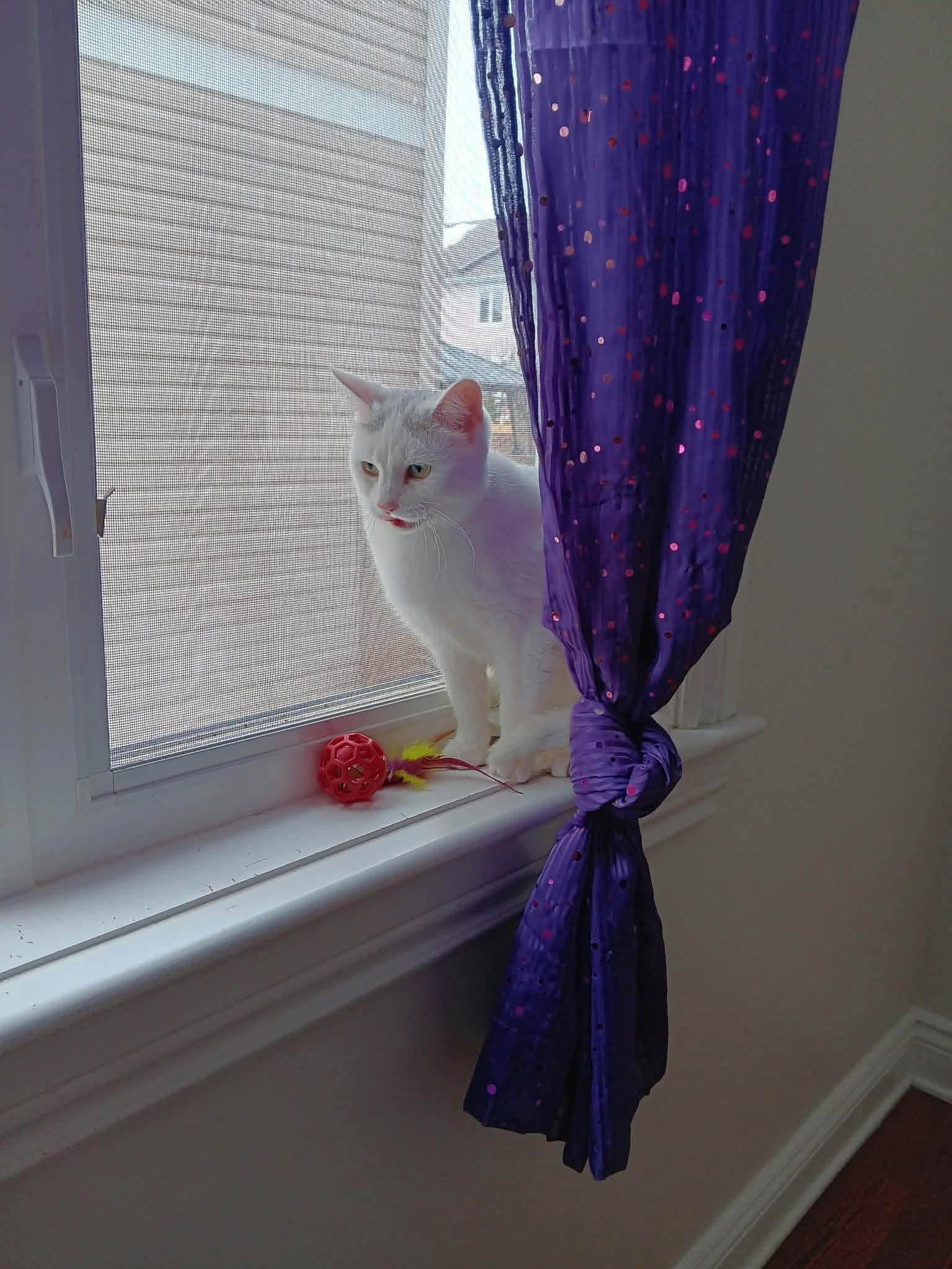 Blanche, a ADOPTABLE Domestic Short Hair in Ashton, ON image 3/3