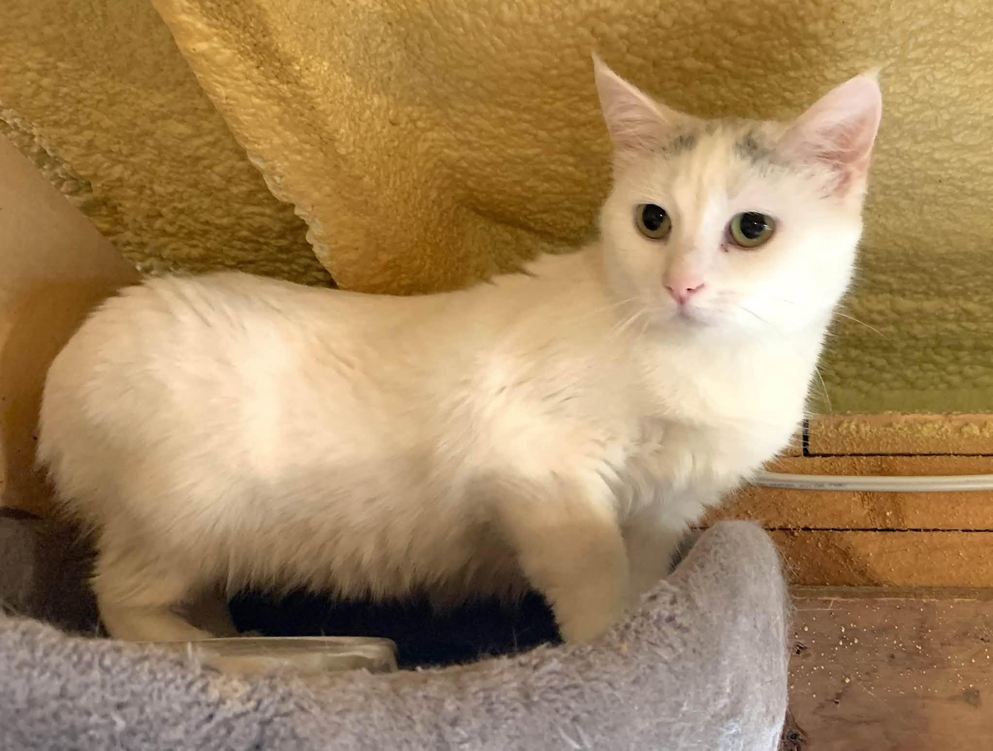 Blanche, a ADOPTABLE Domestic Short Hair in Ashton, ON image 2/3