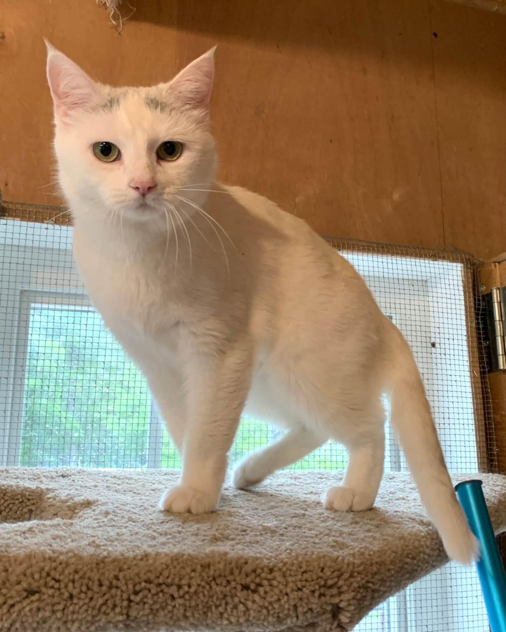 Blanche, ADOPTABLE, Adult Female Domestic Short Hair.