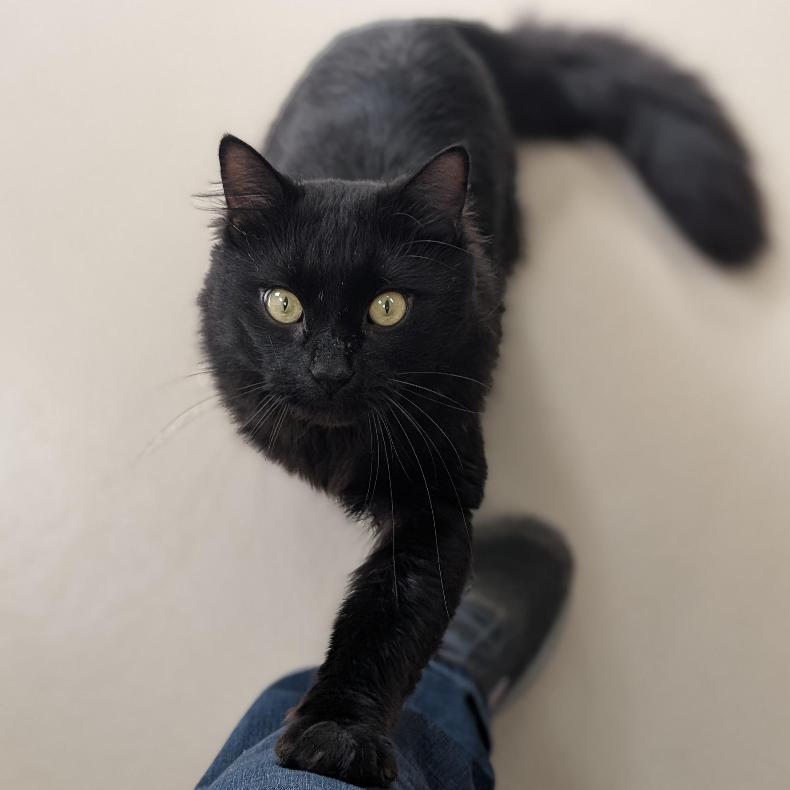 Odin, a ADOPTABLE Domestic Long Hair in Jefferson, WI image 2/2